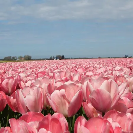 Feriehus Holiday De Zeetuin Julianadorp